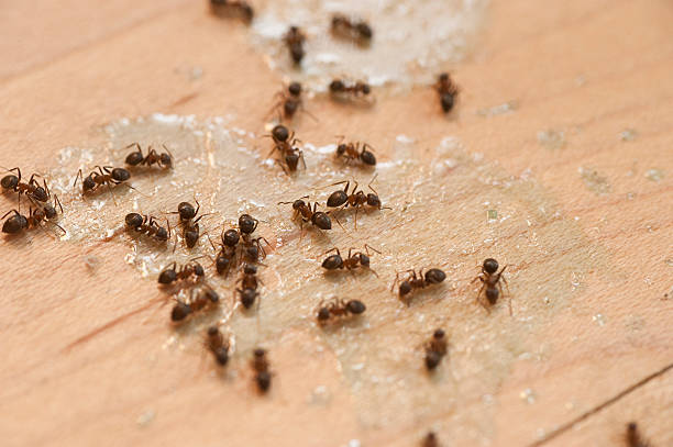 Best Pest Control Near Me  in Butler, GA